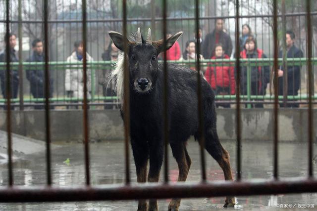 四不像王中王資料一肖，揭秘神秘傳說與獨(dú)特魅力，揭秘四不像王中王神秘傳說與獨(dú)特魅力，一肖資料解析