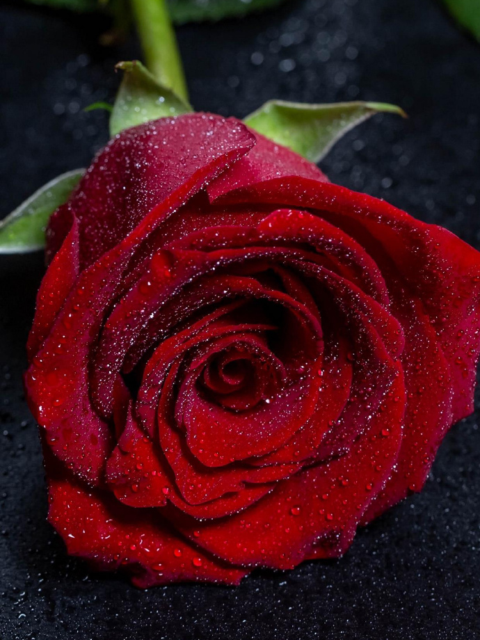 玫瑰花的魅力與SEO優(yōu)化策略，玫瑰花的魅力與SEO策略之道