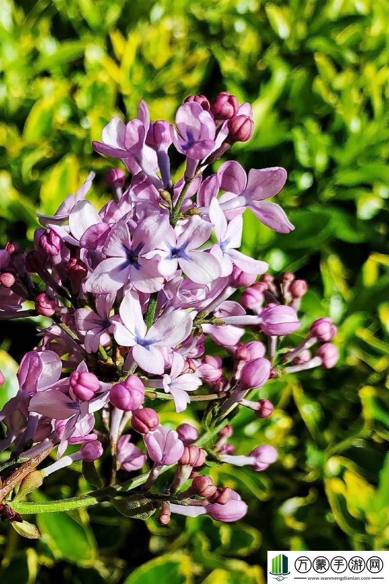 丁香花高清在線觀看完整版，探尋美麗與文化的交融，丁香花，高清在線觀看完整版，美麗與文化的完美交融