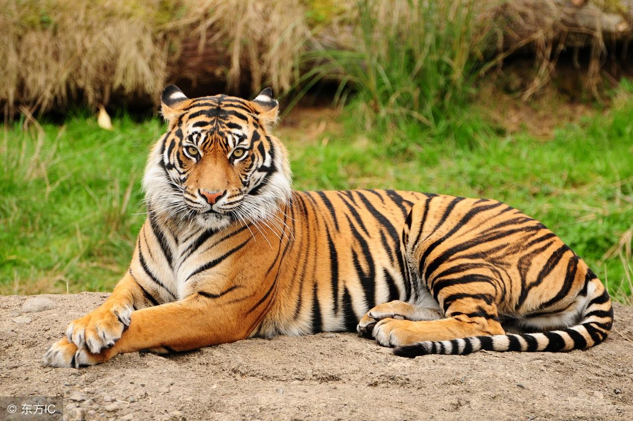 今期生肖王中王，猜一生肖——揭秘生肖奧秘，揭秘生肖王中王，今期生肖奧秘大解密