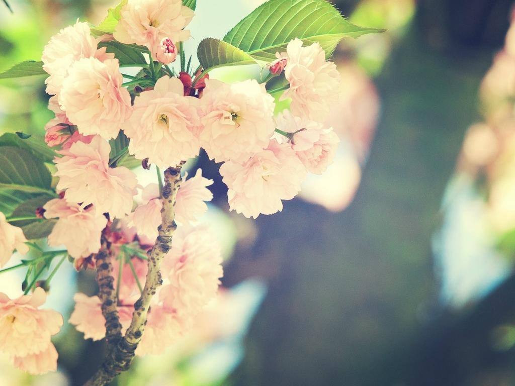 王中王一肖碼水果奶奶，探尋背后的故事與秘密，王中王一肖碼水果奶奶背后的故事與秘密探尋