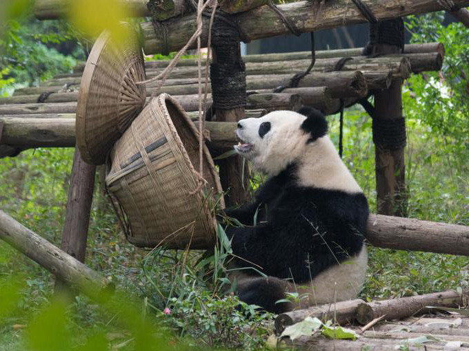 四川熊貓基地在成都的具體位置及其魅力，四川熊貓基地，成都熊貓的家園與魅力所在