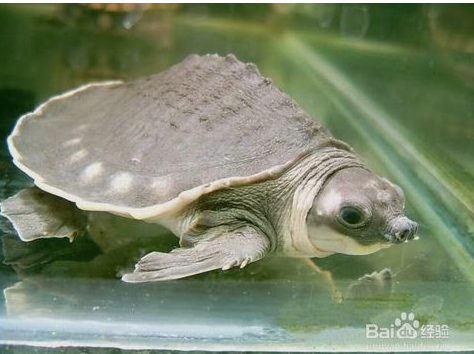 龜頭上有小紅點(diǎn)，原因、診斷與治療方法，龜頭小紅點(diǎn)，原因、診斷及治療方法