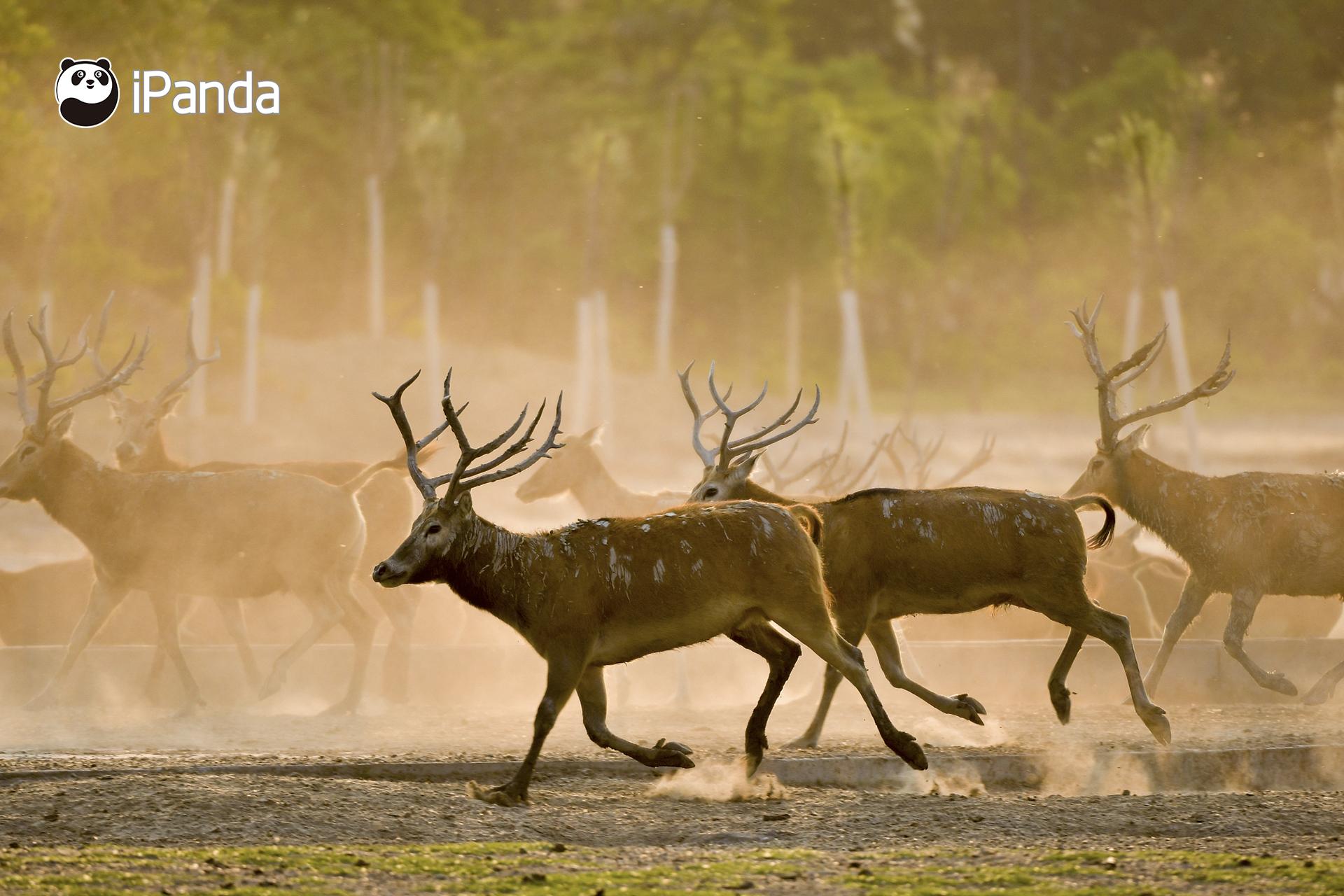 澳門今晚開特馬四不像圖——深度解析與預(yù)測，澳門特馬四不像圖深度解析與今晚開彩預(yù)測