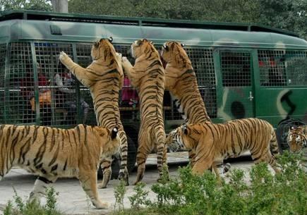 中國(guó)十大野生動(dòng)物園排名，探索自然奧秘的理想之地，中國(guó)十大野生動(dòng)物園排名揭曉，自然奧秘的理想探索地