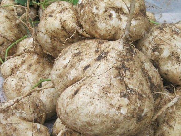 孕婦飲食需謹慎，孕婦不可以吃什么水果，孕婦飲食需謹慎，孕婦不宜食用的水果種類解析