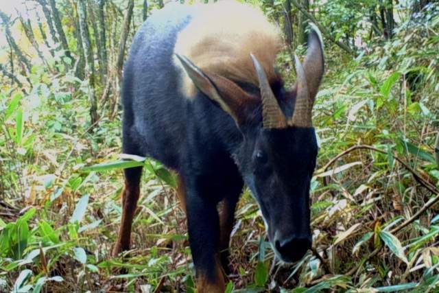 四不像必中一肖——揭秘王中王的神秘預(yù)測(cè)之道，揭秘王中王的神秘預(yù)測(cè)之道，四不像必中一肖的真相探索