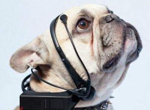 揭秘十二生肖之王，揭秘圖王中王背后的秘密與生肖動物圖王風采，揭秘十二生肖之王，圖王背后的秘密與生肖動物風采展示