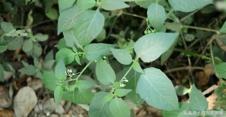 龍葵，中草藥中的抗癌新星，龍葵，中草藥領(lǐng)域的抗癌新星力量