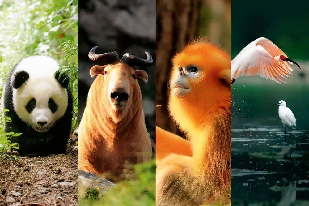 揭秘十二生肖之王，揭秘神秘的王中王20一肖動物圖，揭秘十二生肖之王，神秘王中王與生肖動物圖揭秘