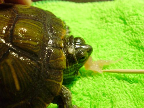 男士龜?shù)念^邊上有一圈白色是什么？——解析男性健康中的常見(jiàn)問(wèn)題，男士龜頭邊上一圈白色解析，探究男性健康中的常見(jiàn)問(wèn)題