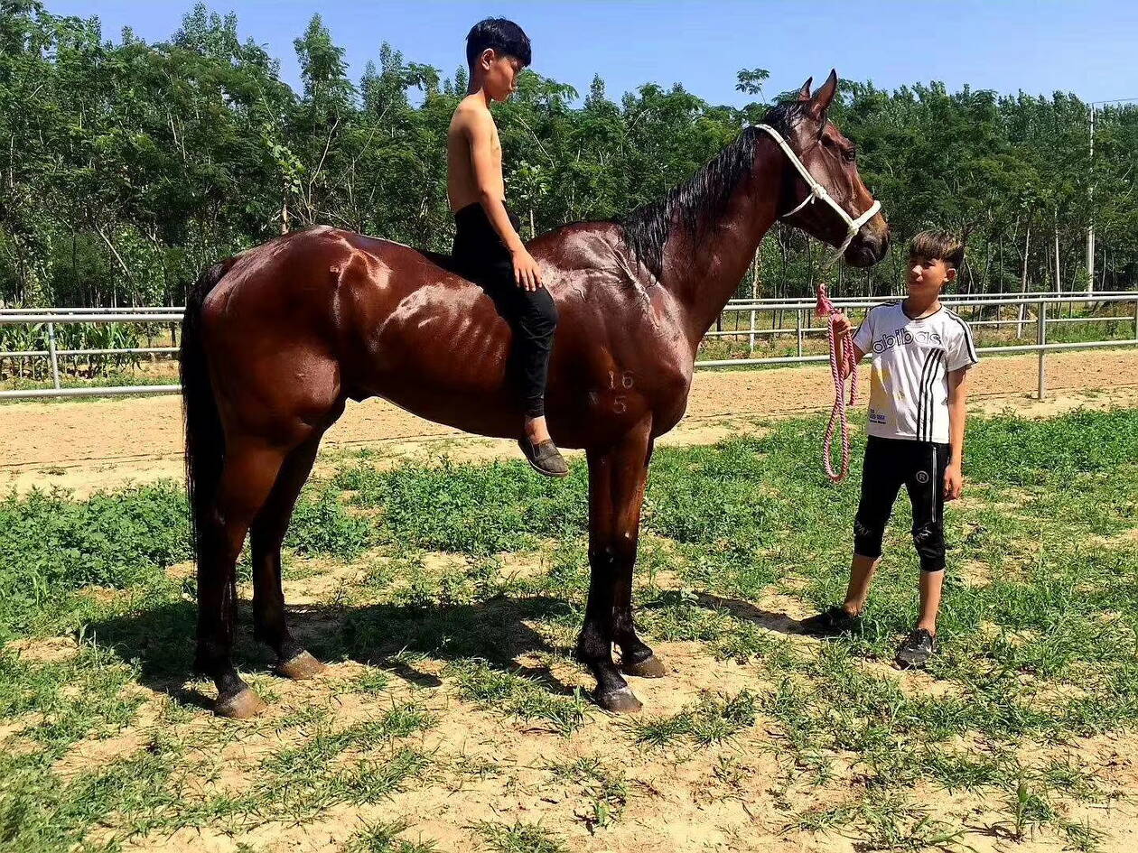 一馬爆特圖，揭秘背后的故事與SEO優(yōu)化策略，揭秘一馬爆特圖的背后故事與SEO優(yōu)化策略全攻略