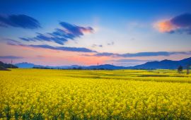 羅平天氣預(yù)報，掌握天氣變化，暢游油菜花海，羅平天氣預(yù)報，暢游油菜花海，掌握天氣變化之旅