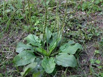 車前草的功效與作用及食用方法，車前草的功效、作用與食用方法簡介