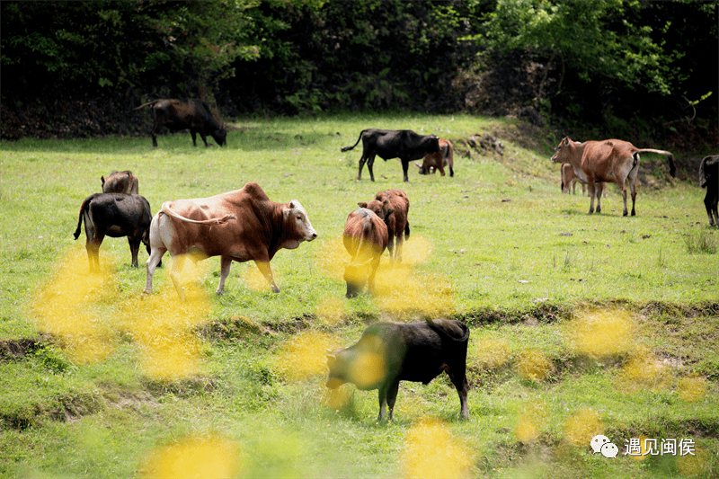 四不像圖王中王平知一肖——深度解析與探索，四不像圖王中王平知一肖，深度剖析與探索