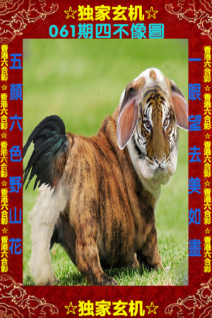 四不像一肖中特王中王——揭秘生肖奧秘與獨(dú)特魅力，揭秘生肖奧秘與獨(dú)特魅力，四不像一肖中特王中王揭秘揭曉！