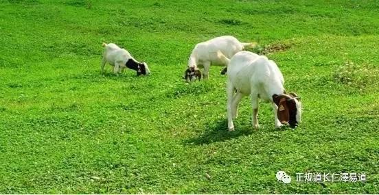 澳門出羊下期必開一肖，揭秘生肖彩票的奧秘與策略，揭秘生肖彩票奧秘，澳門出羊后必開一肖策略探討