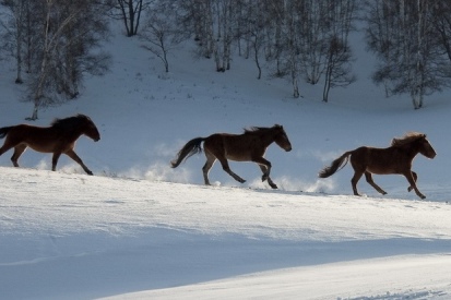 王中王一肖必中四不像，神秘現(xiàn)象解析與SEO洞察，王中王一肖四不像現(xiàn)象解析與SEO洞察揭秘