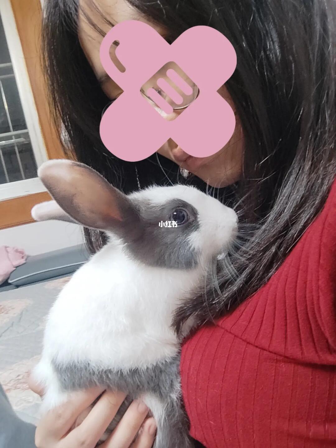 探索美食之旅，如何優(yōu)雅地享受小兔子美食——一種獨特的姿勢分享，優(yōu)雅品味小兔子美食，一場獨特的美食探索之旅