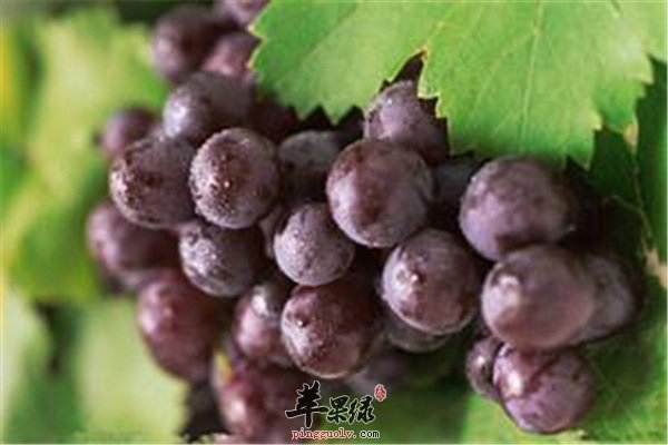 孕婦能否吃葡萄？營養(yǎng)專家為您解答疑惑，孕婦可以吃葡萄嗎？營養(yǎng)專家解答關(guān)于孕婦飲食的疑惑