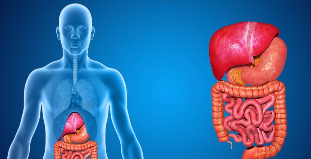 正常人了淋巴結(jié)圖片及其相關(guān)知識(shí)解析，正常人淋巴結(jié)圖片與相關(guān)知識(shí)詳解