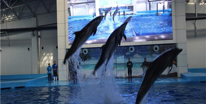 合肥海洋館門(mén)票價(jià)格詳解，合肥海洋館門(mén)票價(jià)格全面解析