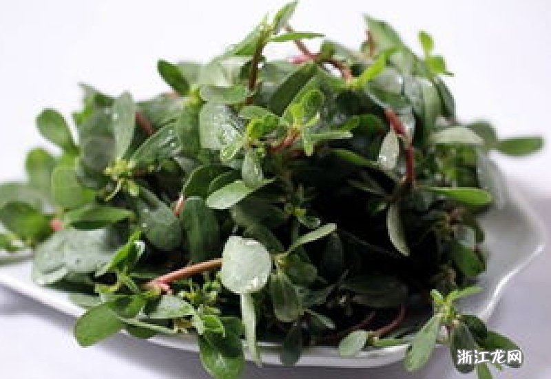 馬齒莧的六大神奇功效，自然草本的力量，馬齒莧的六大神奇功效，自然草本的奧秘力量