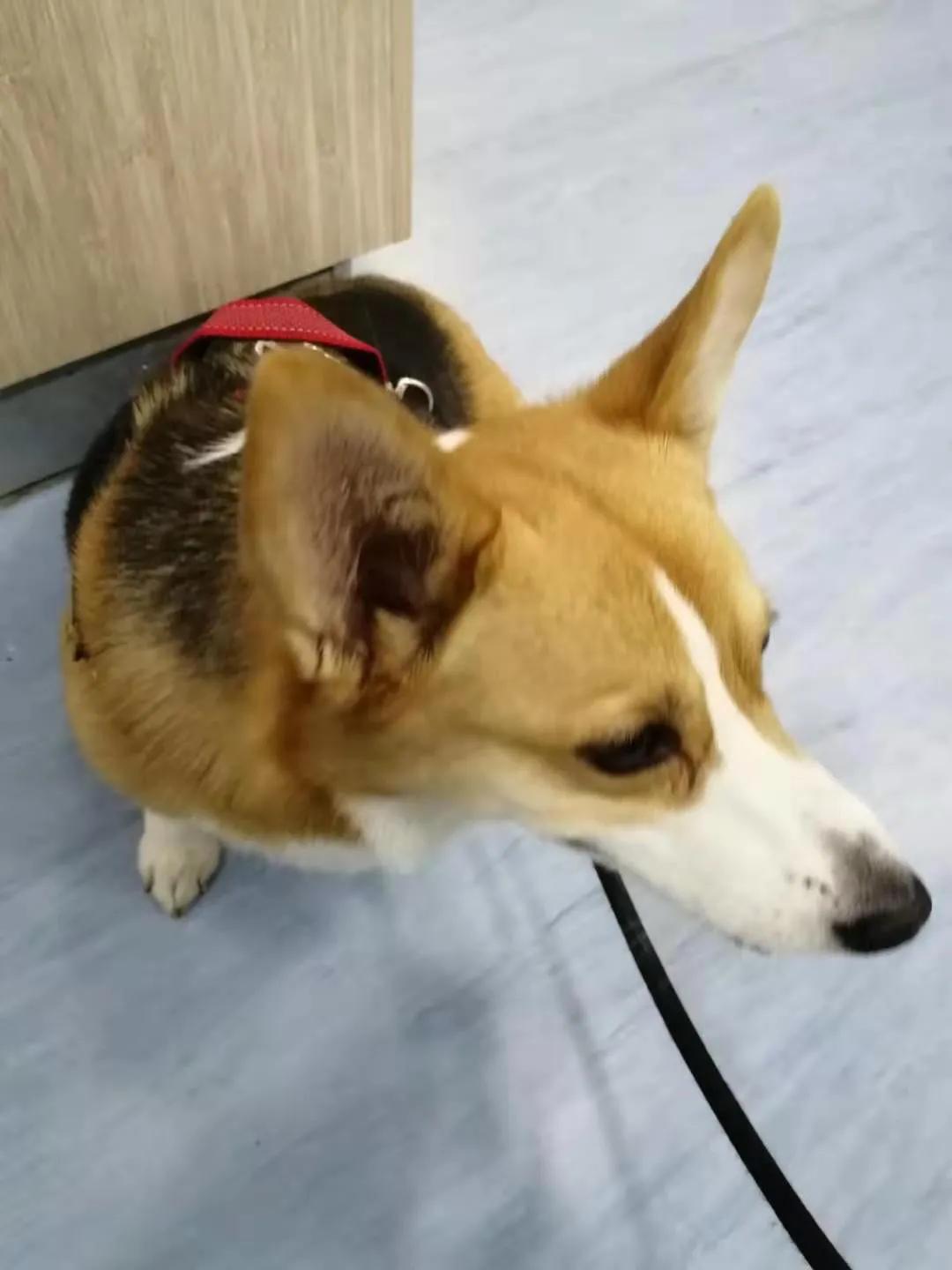 腎炎，深入了解與治療策略，腎炎，全面解析與治療指南