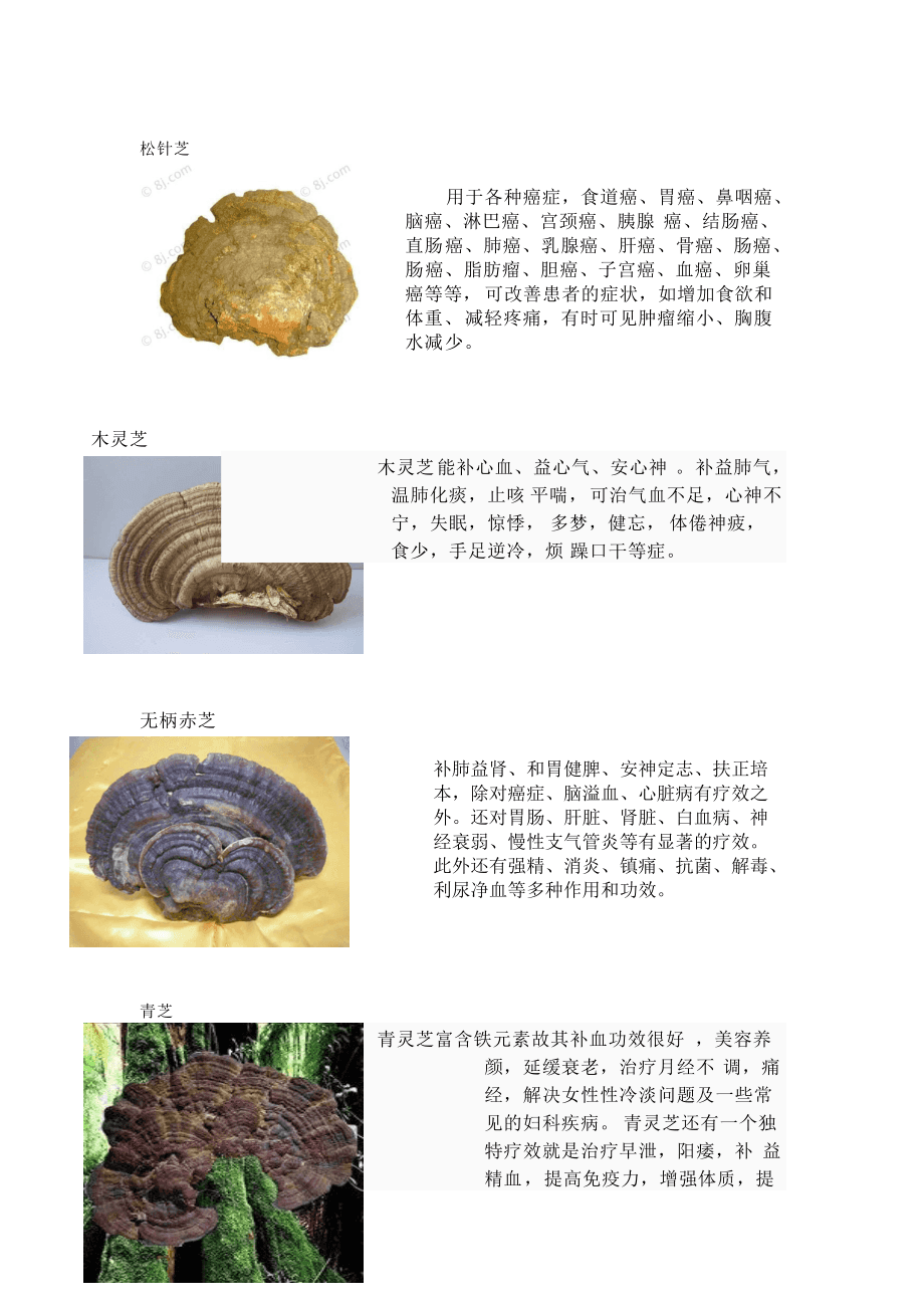 靈芝，功效、作用及食用方法，靈芝，功效、作用與食用指南