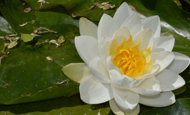 王中王493333www中特馬今晚開獎——探索彩票背后的秘密與策略，彩票背后的秘密與策略探索，王中王493333中特馬今晚開獎揭秘