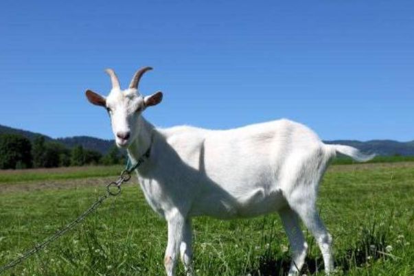 生肖運勢 第5頁