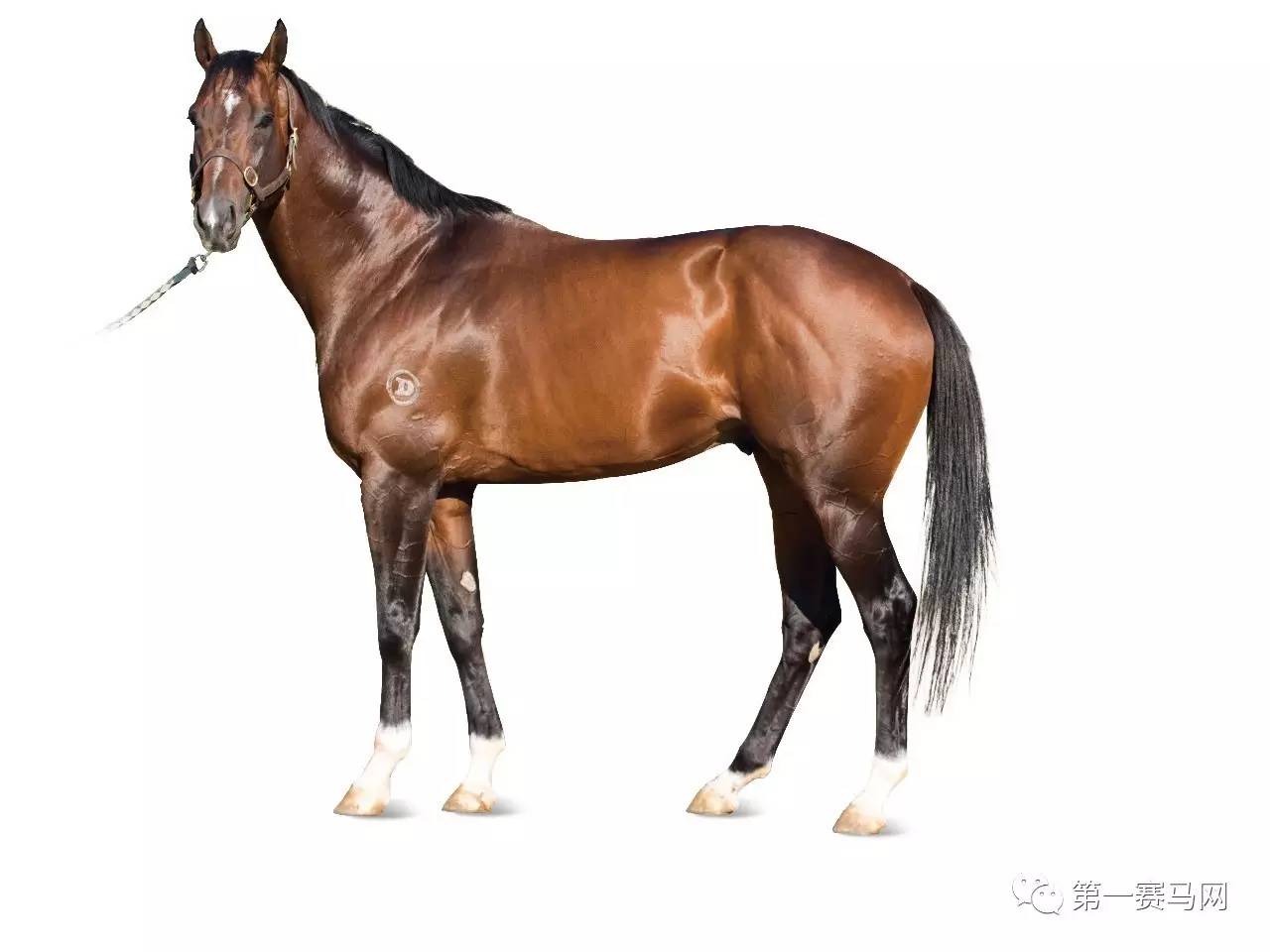 王中王資料一肖中馬，深度解析與SEO優(yōu)化策略，王中王資料一肖中馬深度解析與SEO優(yōu)化策略探討