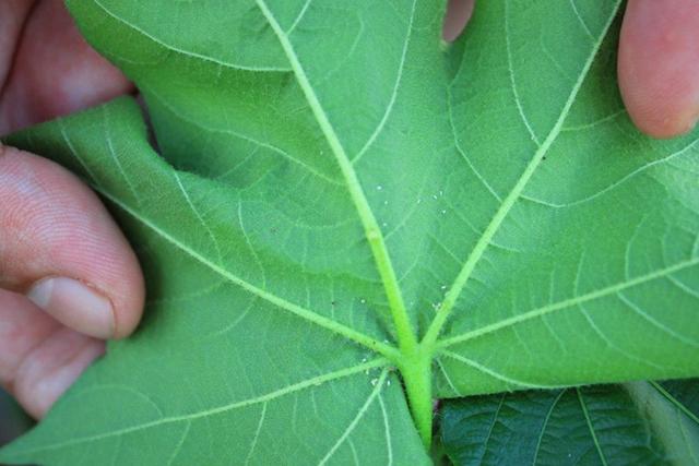 頭疼吃什么藥有效，全面解析與指南，頭疼癥狀解析與有效藥物指南