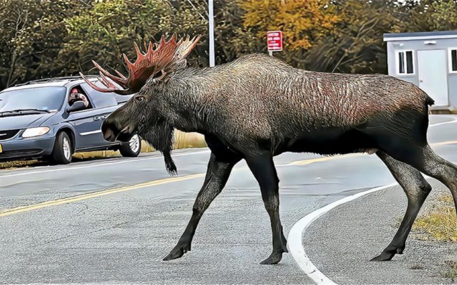 四不像正版資料的探索與解析，四不像正版資料的深度探索與解析