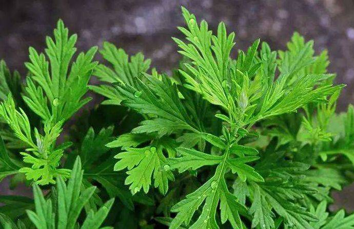 艾葉的副作用與禁忌，深入了解與應(yīng)用注意事項，艾葉的副作用、禁忌及注意事項深入解析