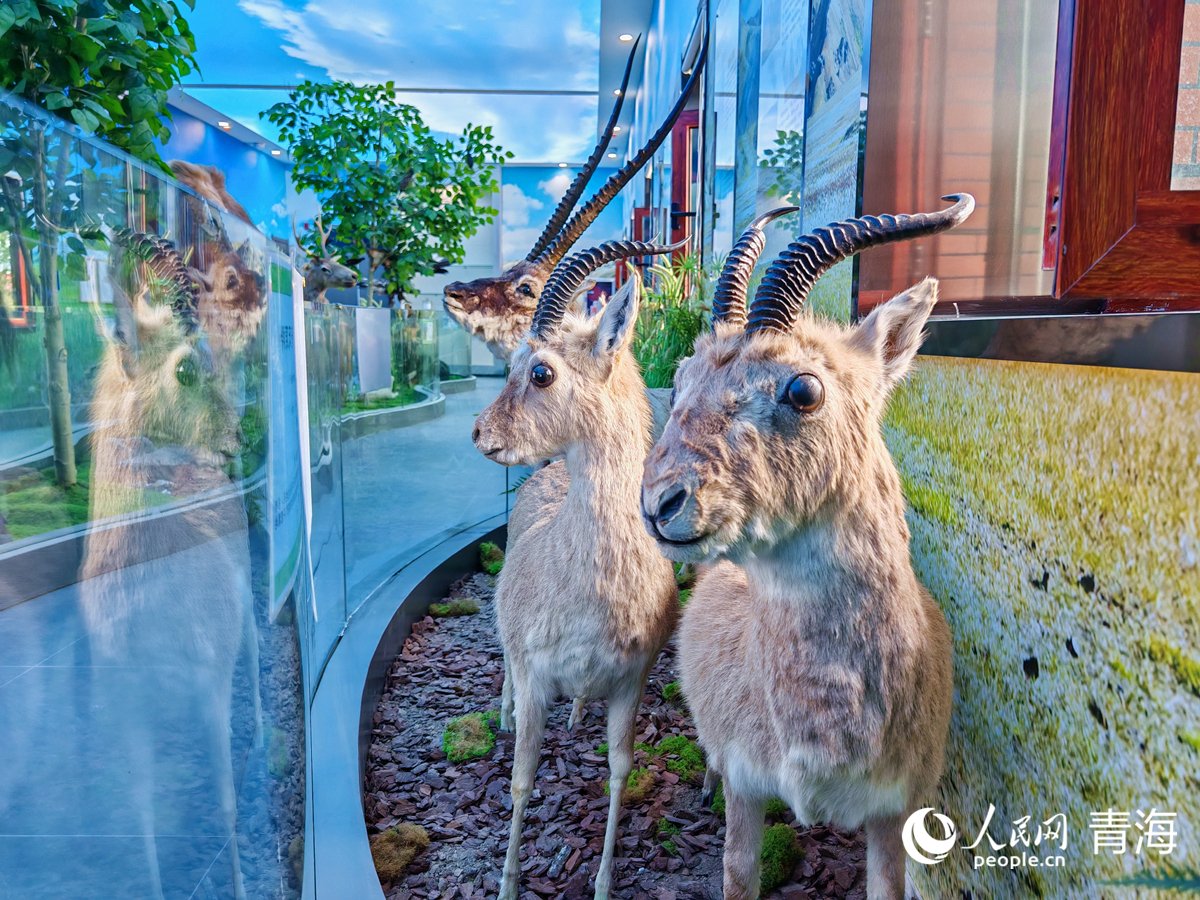 王中王四不像圖必中一肖——揭秘彩票背后的秘密，揭秘彩票背后的秘密，王中王四不像圖必中一肖的真相探索