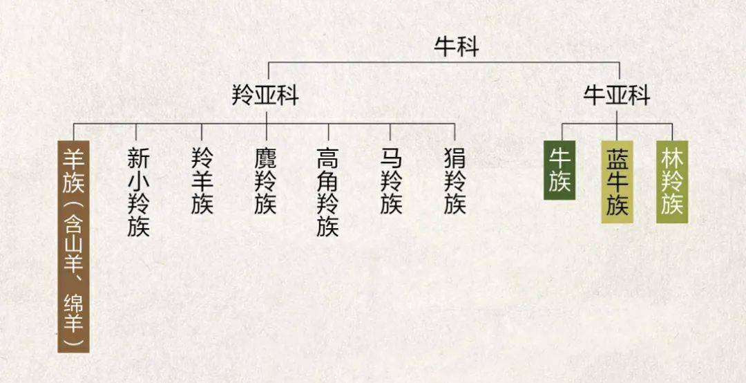 劉伯溫今晚一肖開獎結(jié)果預(yù)測及分析，劉伯溫一肖今晚開獎預(yù)測及分析揭秘