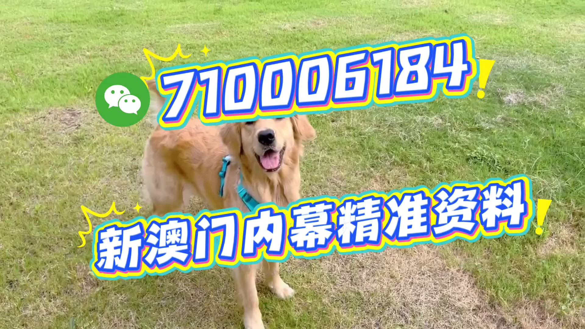 澳門一肖一碼期期準(zhǔn)，揭秘精準(zhǔn)預(yù)測的秘密，澳門精準(zhǔn)預(yù)測一肖一碼揭秘，期期準(zhǔn)確的秘密探究