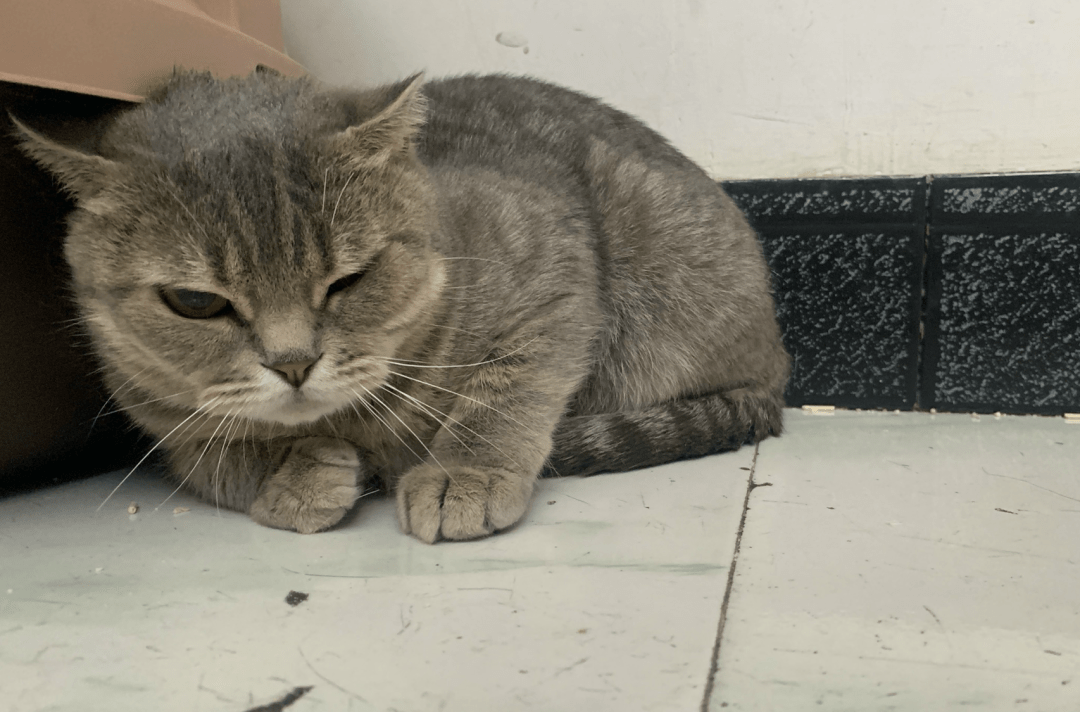 澳門(mén)一碼一肖一待一中四不像——揭開(kāi)神秘面紗下的真相，澳門(mén)神秘事件揭秘，一碼一肖一待一中四不像真相探索