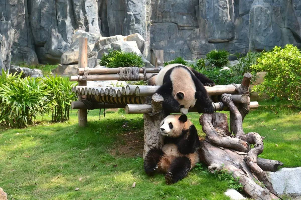 野生動物園門票優(yōu)惠政策大揭秘，野生動物園門票優(yōu)惠政策深度解析