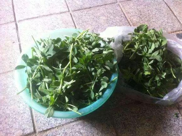 痔瘡患者必看，藥物治療與選擇最佳藥物指南，痔瘡患者必備指南，藥物治療與最佳藥物選擇