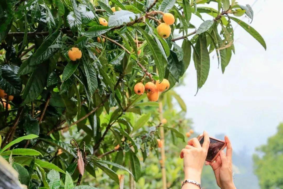 成都攻略，探索這座城市的魅力，成都攻略，探索天府之國的魅力之旅