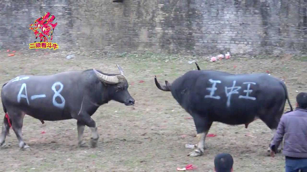 王中王一肖三碼生活幽默，探尋生活中的樂趣與智慧，王中王一肖三碼，探尋生活的樂趣與智慧，幽默詮釋生活點(diǎn)滴